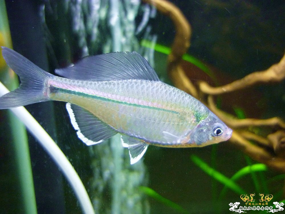 家中革条、彩副之入缸照