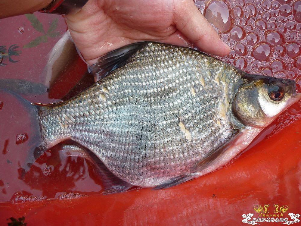 家中革条、彩副之入缸照