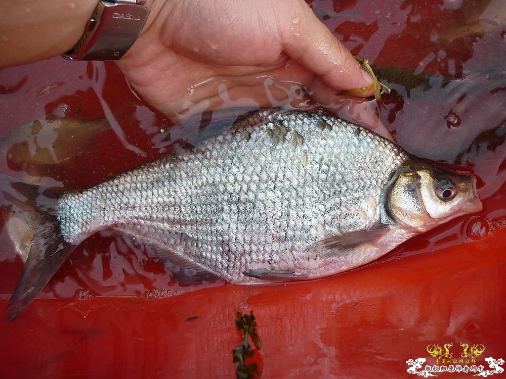 家中革条、彩副之入缸照