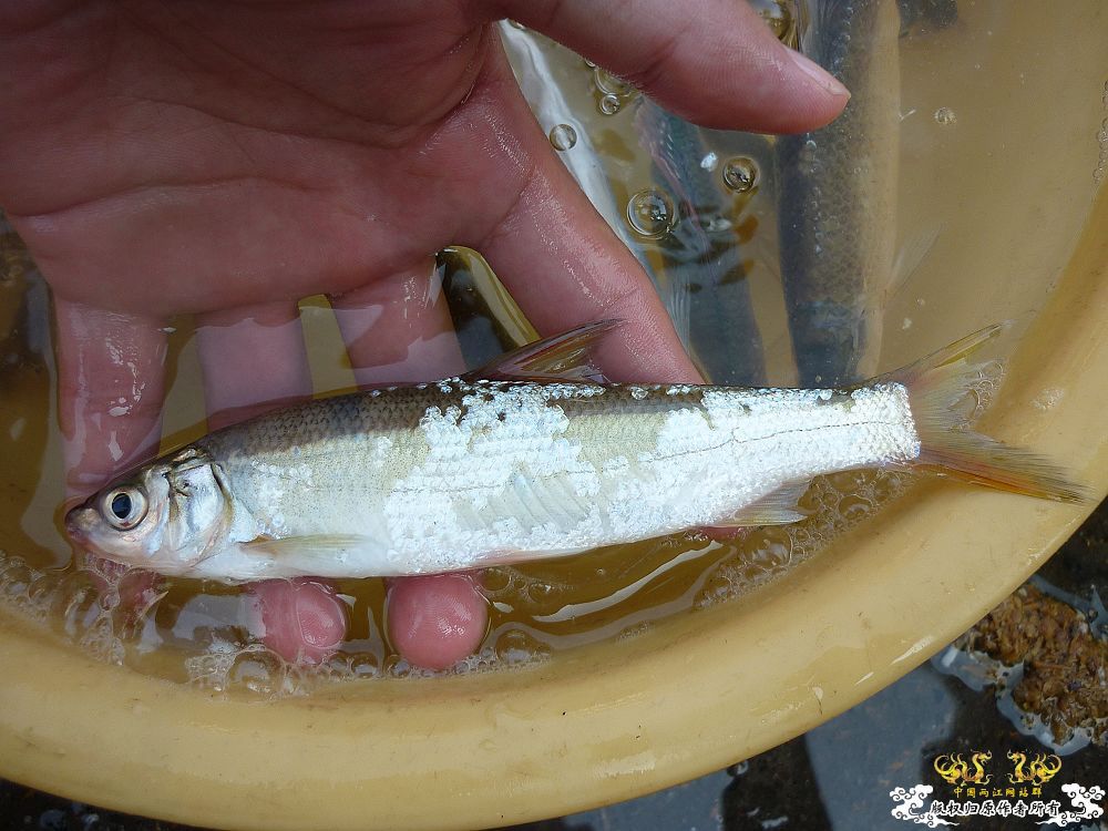 家中革条、彩副之入缸照