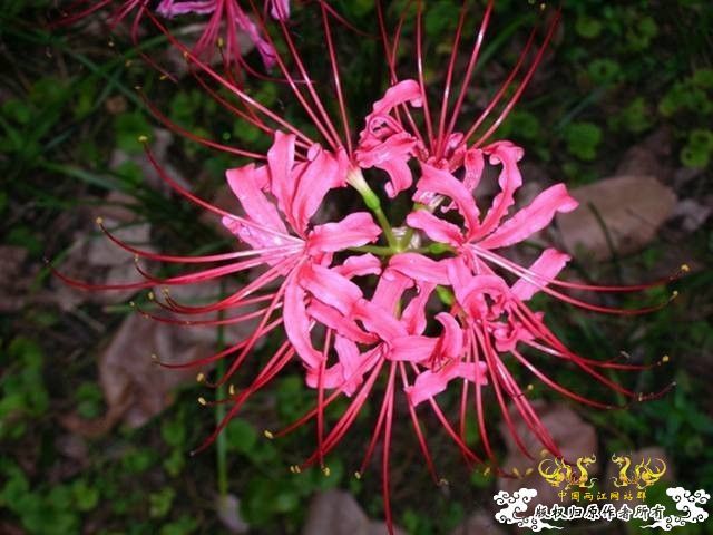 我最喜欢的一种花