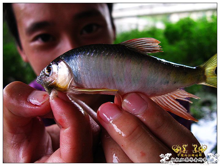 [原创]鱲鱲鱲~~~