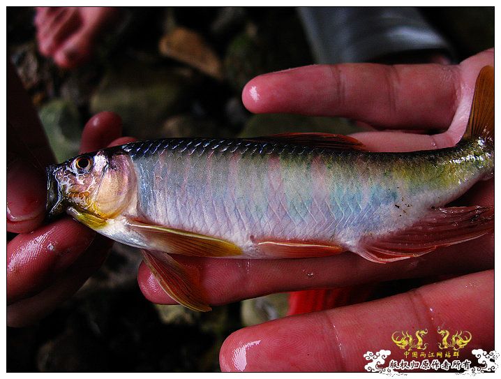 [原创]鱲鱲鱲~~~