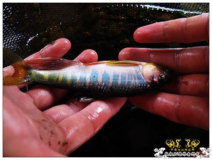 [原创]鱲鱲鱲~~~