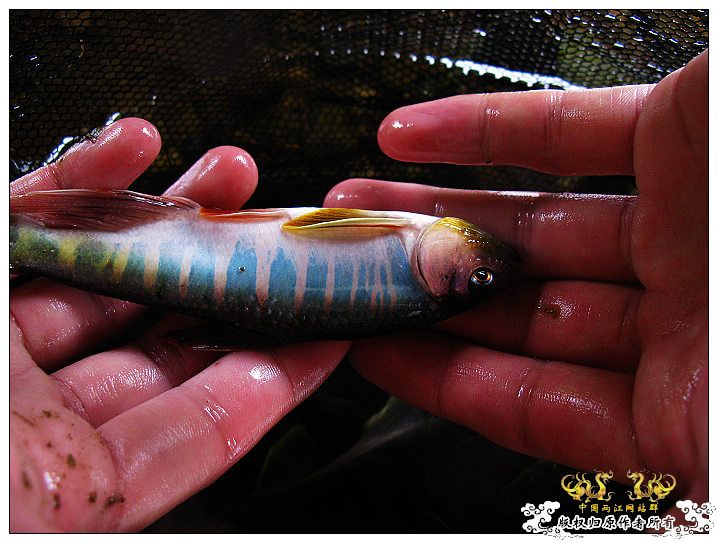 [原创]鱲鱲鱲~~~