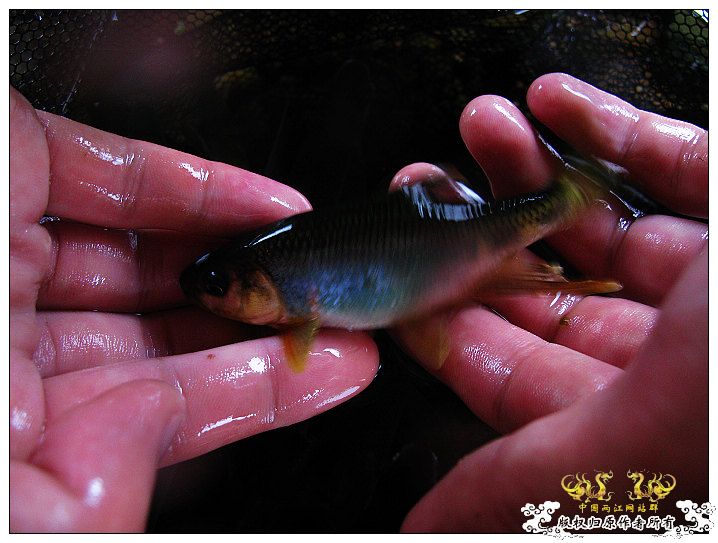 [原创]鱲鱲鱲~~~