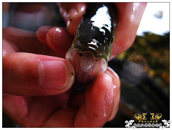 [原创]鱲鱲鱲~~~