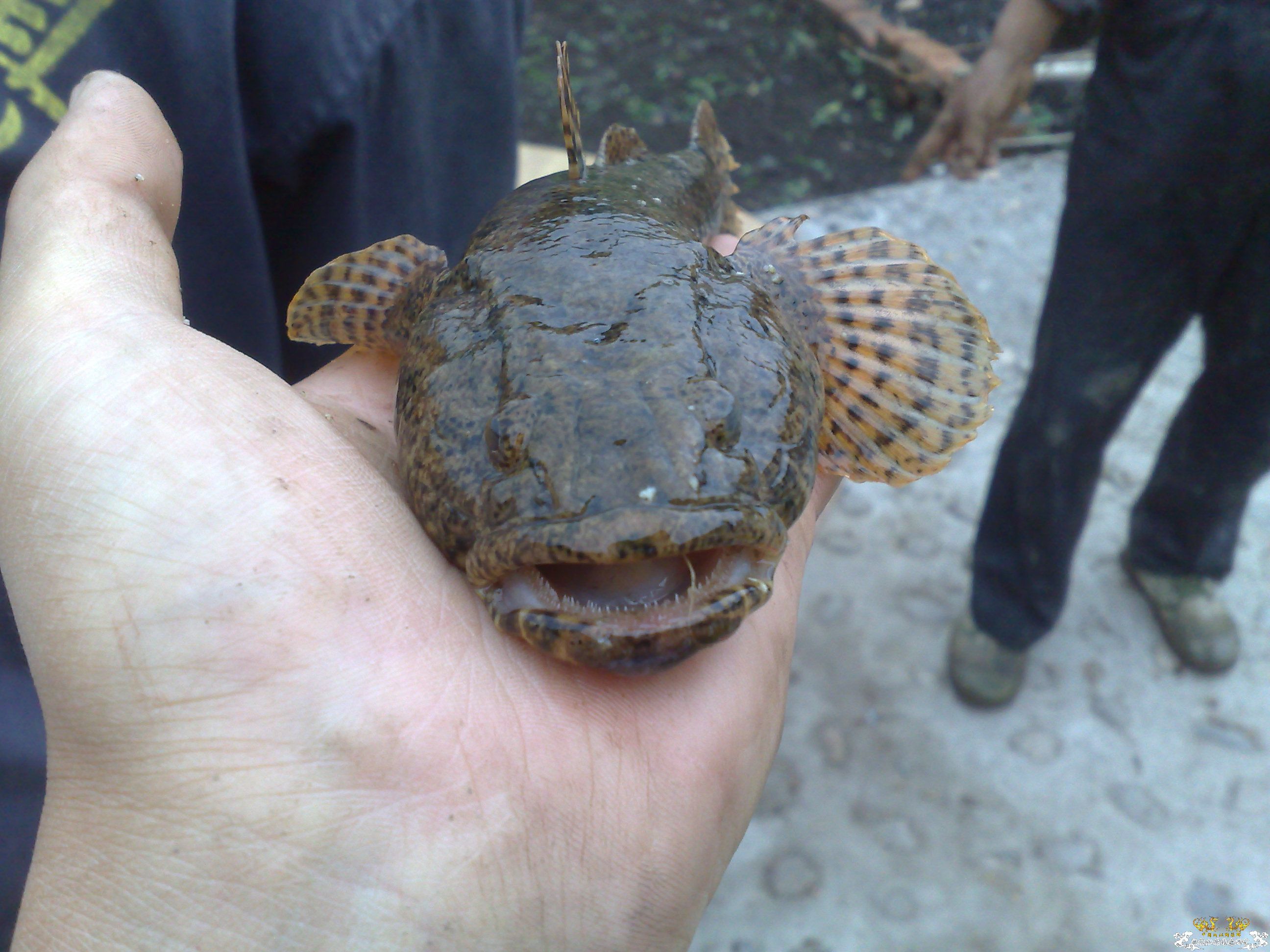 帮忙认认鱼，看着很像虾虎，但样子比较凶猛。