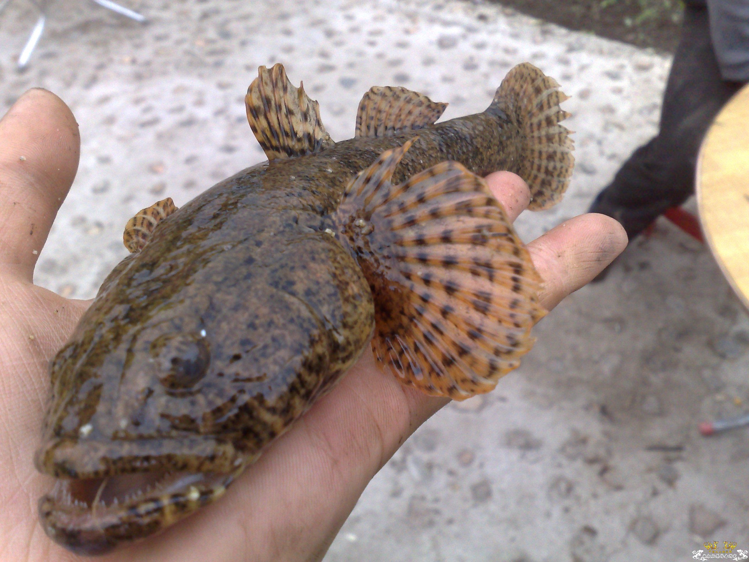 帮忙认认鱼，看着很像虾虎，但样子比较凶猛。