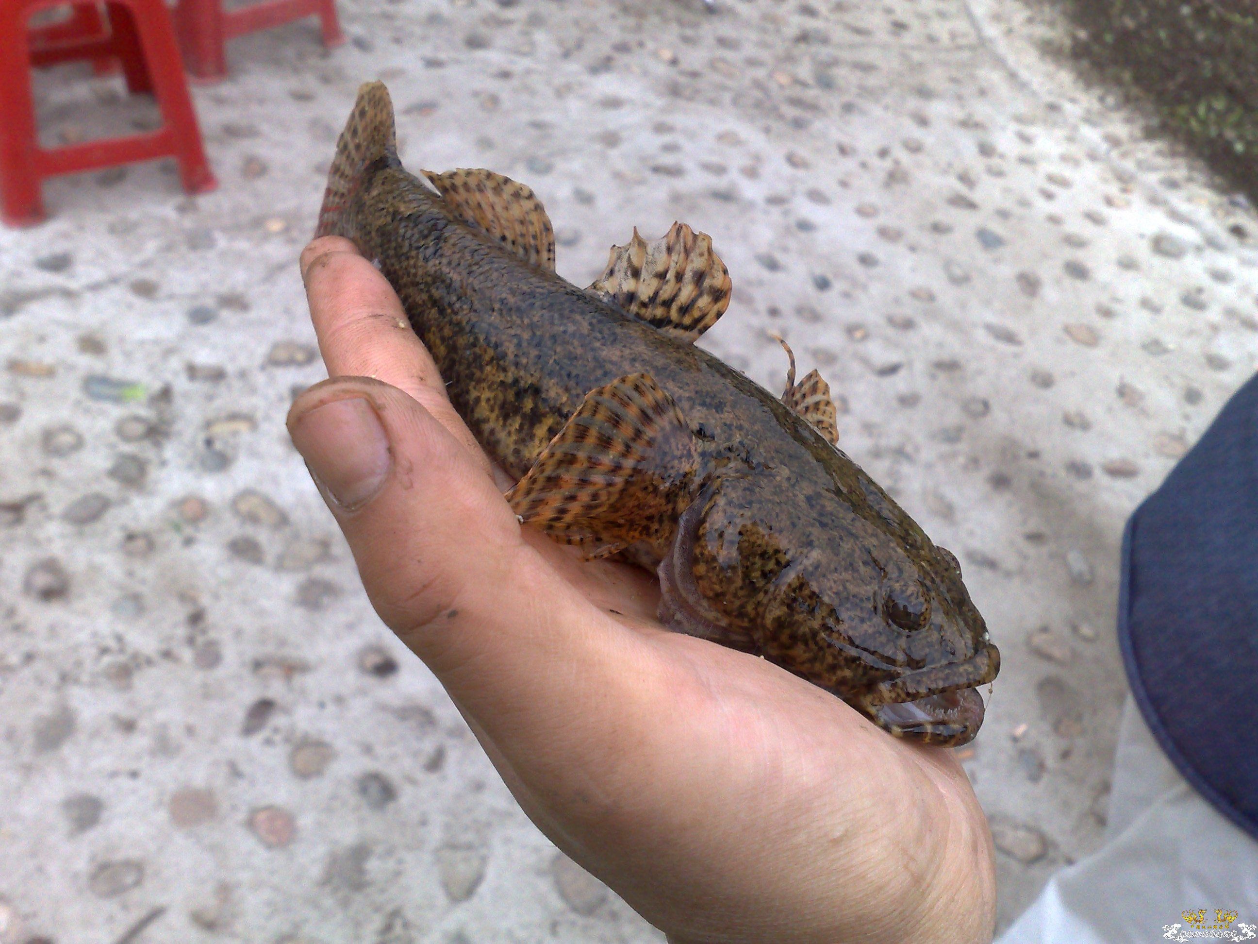 帮忙认认鱼，看着很像虾虎，但样子比较凶猛。