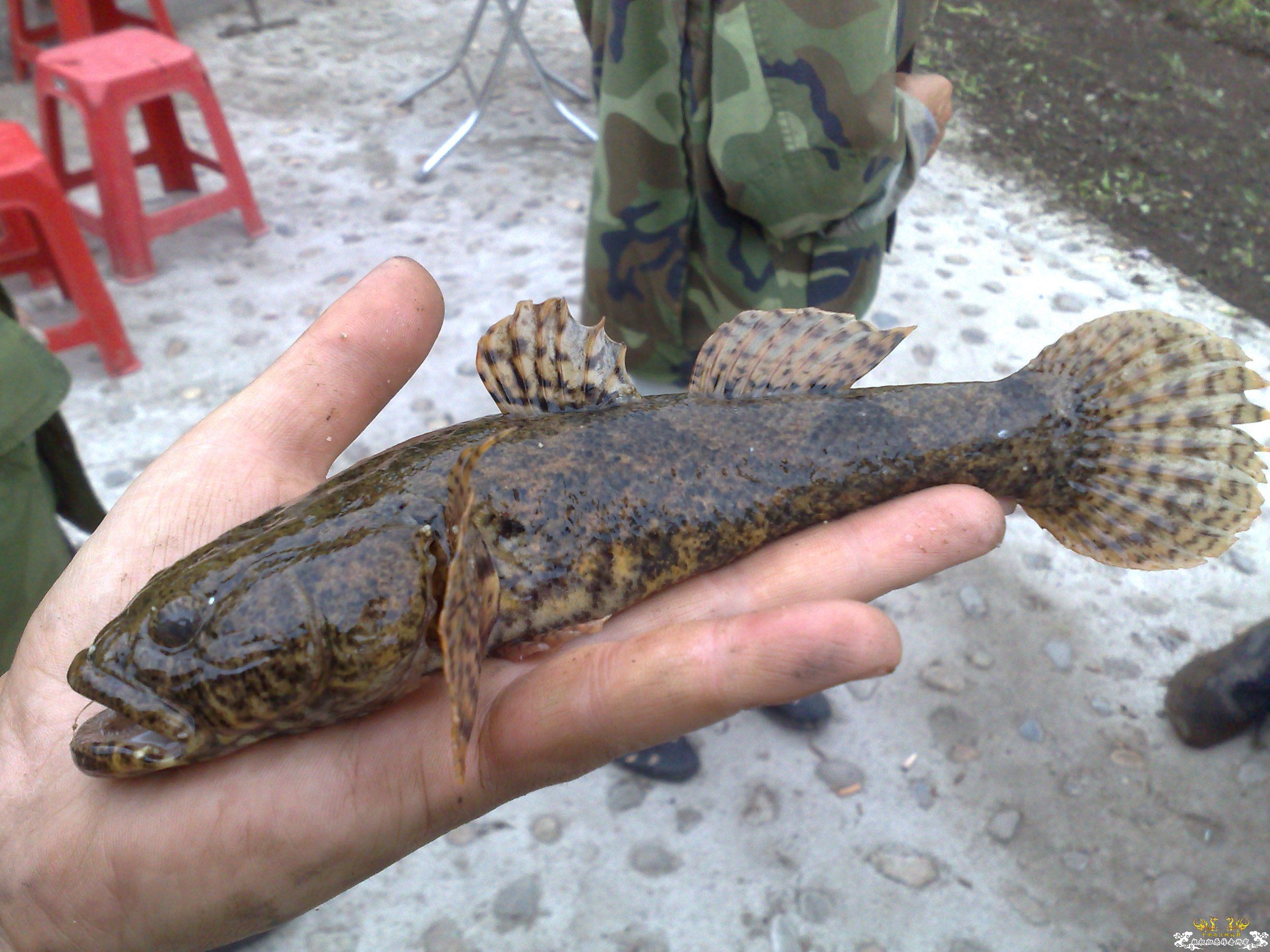 帮忙认认鱼，看着很像虾虎，但样子比较凶猛。