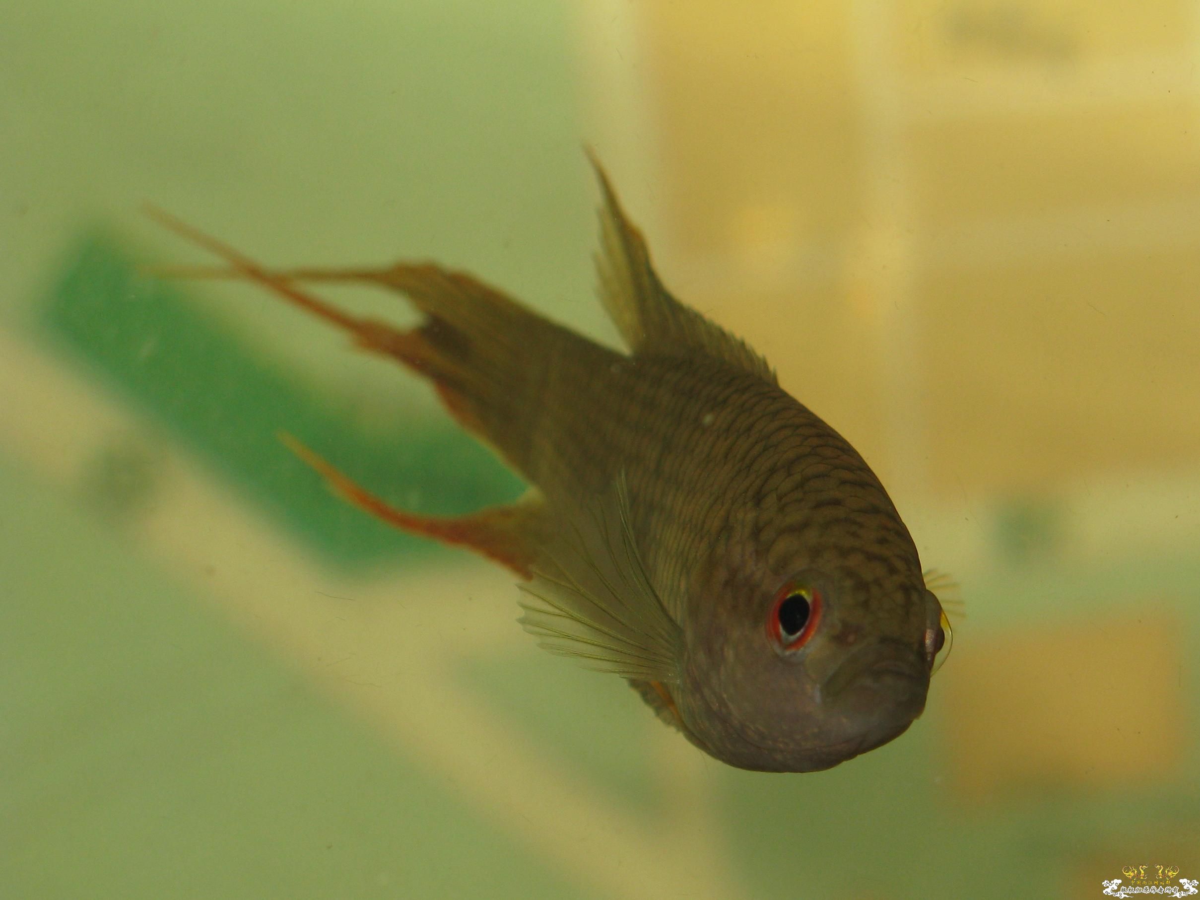 广西黑叉到家第三天~~~~