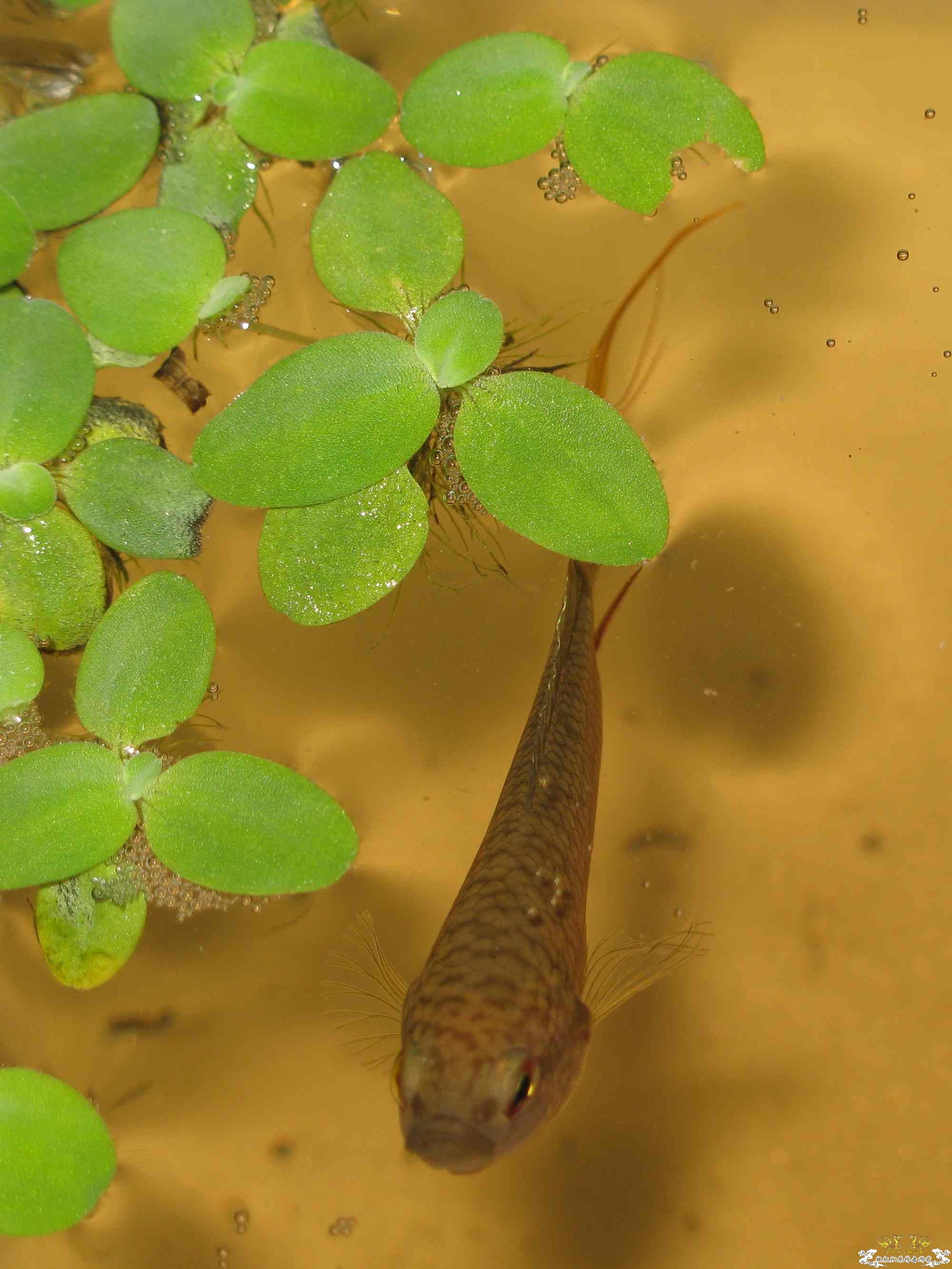 广西黑叉到家第三天~~~~