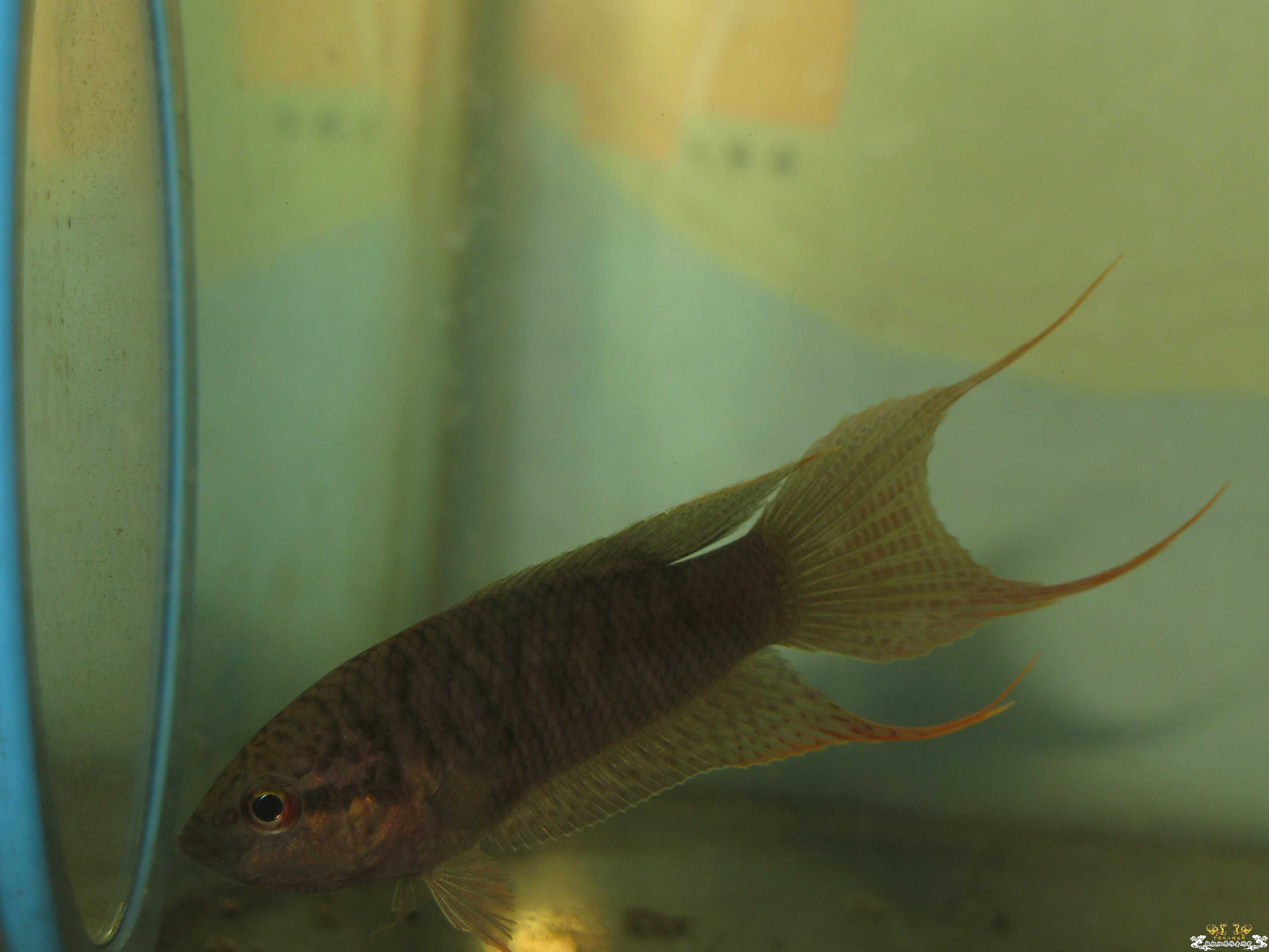 广西黑叉到家第三天~~~~