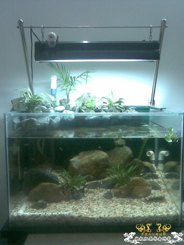 [原创]池塘一角