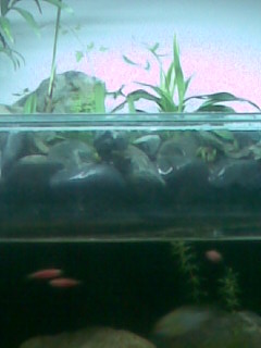 [原创]池塘一角