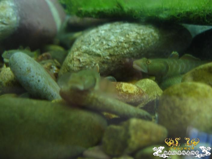 响应鸟总号召----------我的旁鮍，虾虎乱石缸。