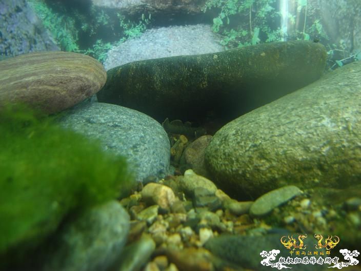 响应鸟总号召----------我的旁鮍，虾虎乱石缸。