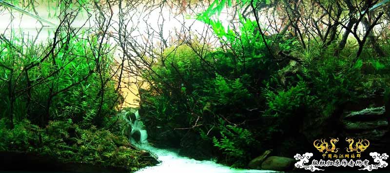 响应鸟总号召--原生造景缸（转）