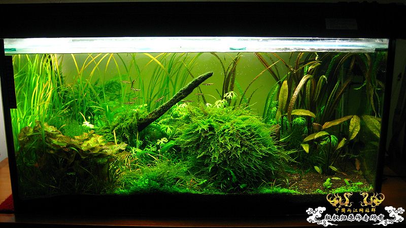 响应鸟总号召--原生造景缸（转）