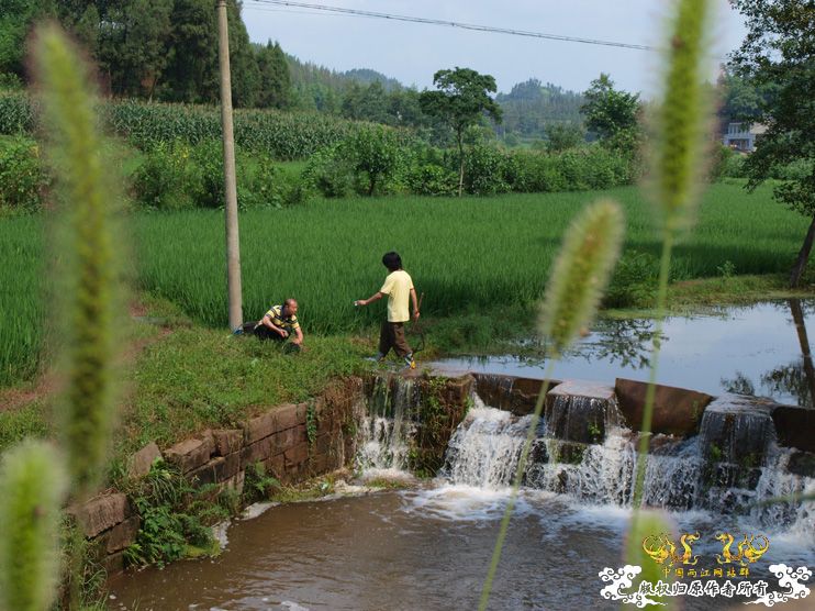 盛夏。五排水库。国斗