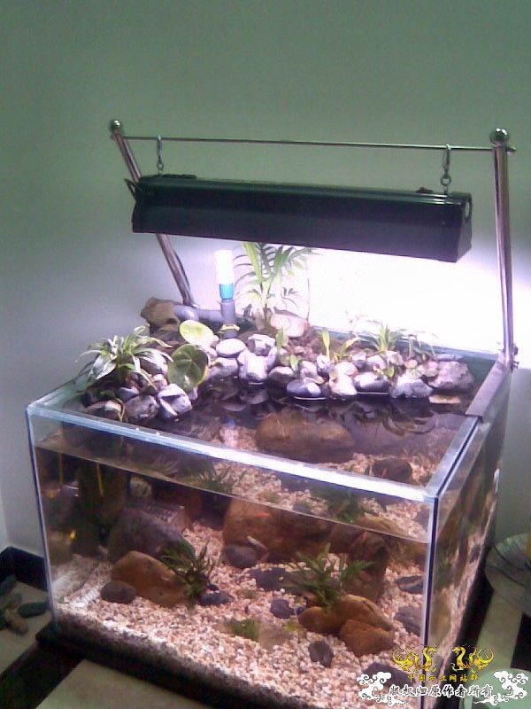 [原创]池塘一角