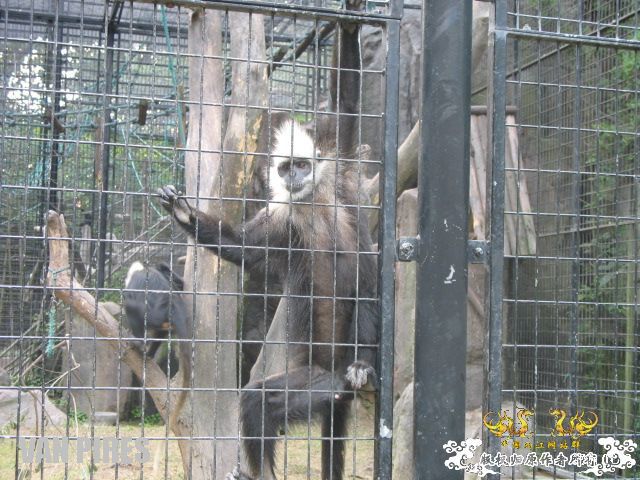 上海动物园2－渴望自由