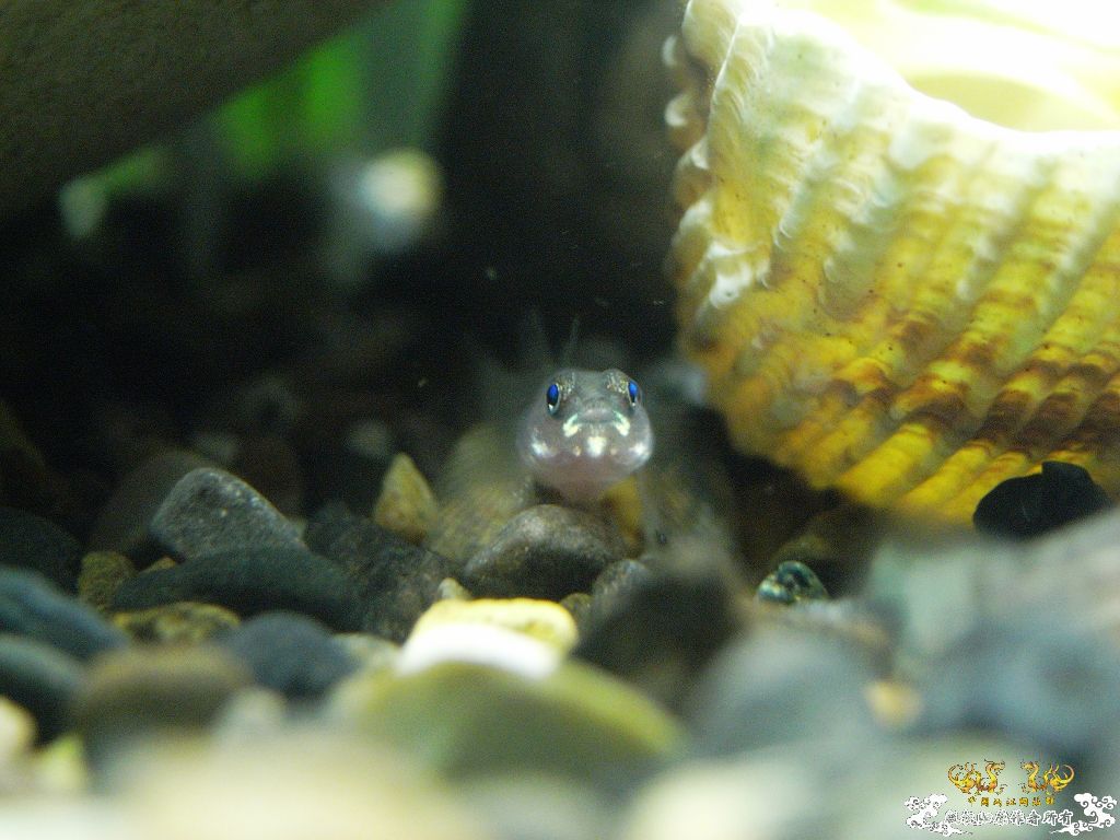 小虾虎不长个了，分缸！