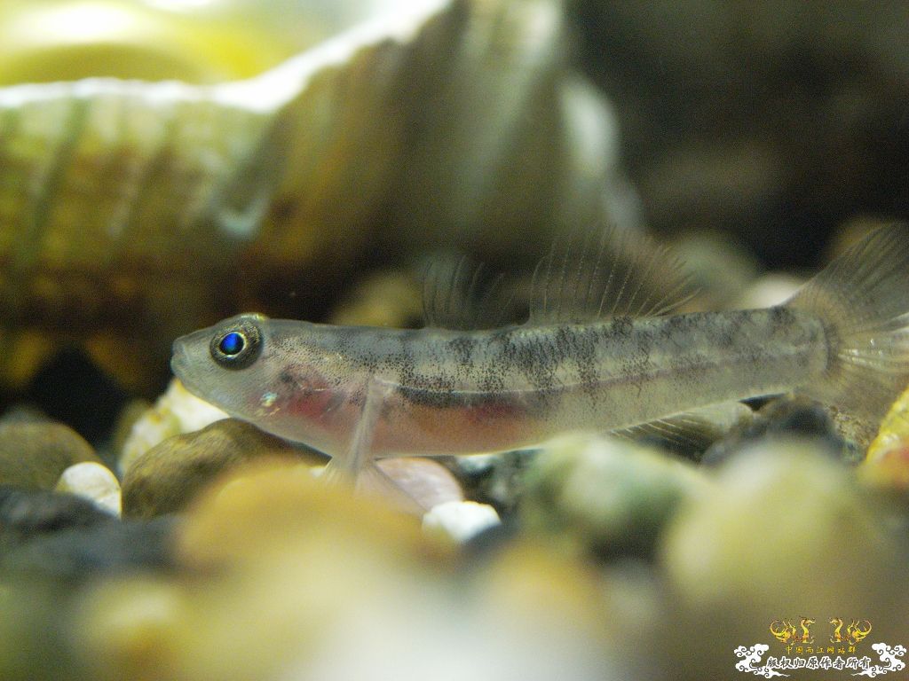 小虾虎不长个了，分缸！