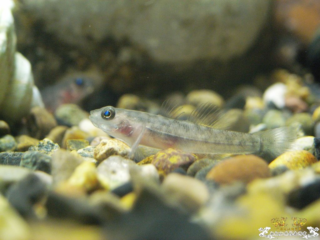 小虾虎不长个了，分缸！