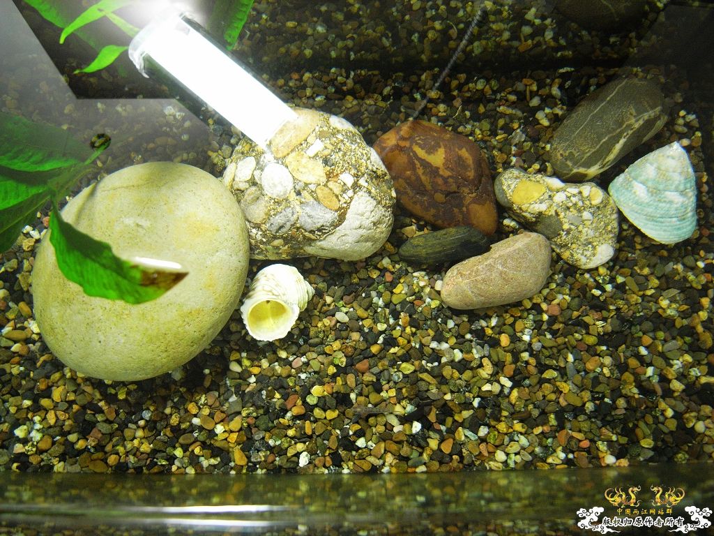 小虾虎不长个了，分缸！