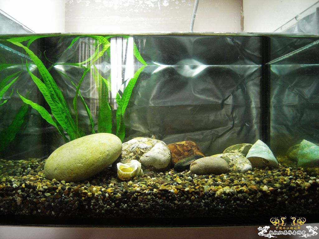 小虾虎不长个了，分缸！