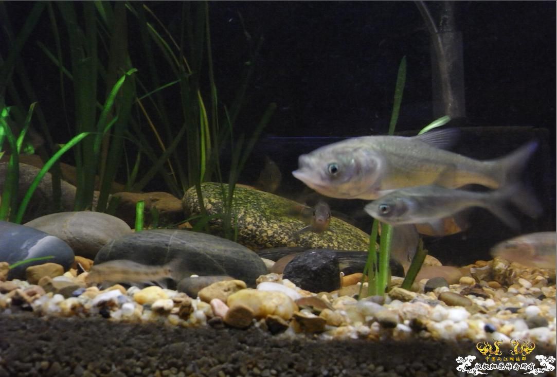 听鸟总话，缸翻了下