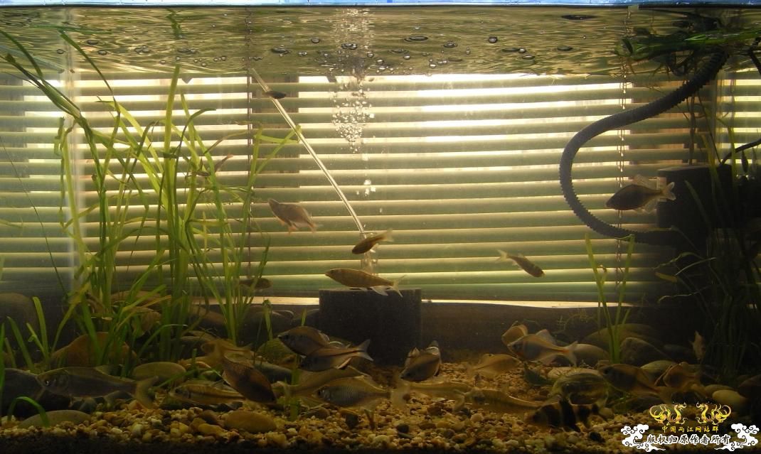 听鸟总话，缸翻了下