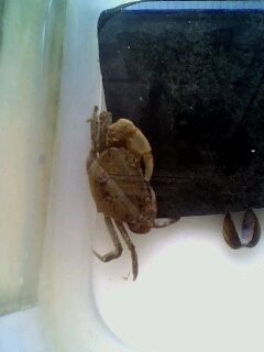 [求助]溪蟹,求名!