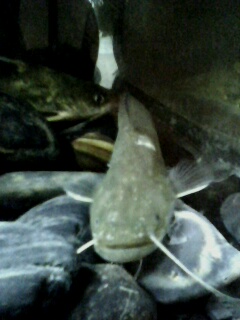 [求助]溪蟹,求名!