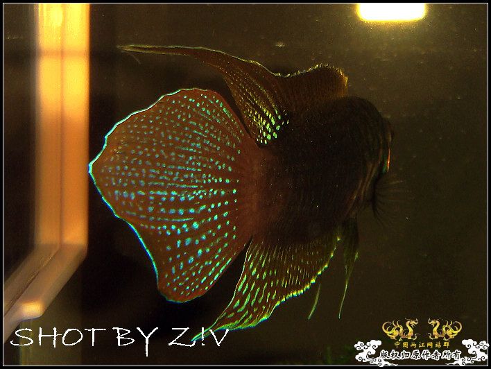 [贴图]弱弱的卡片拍国斗……圆尾