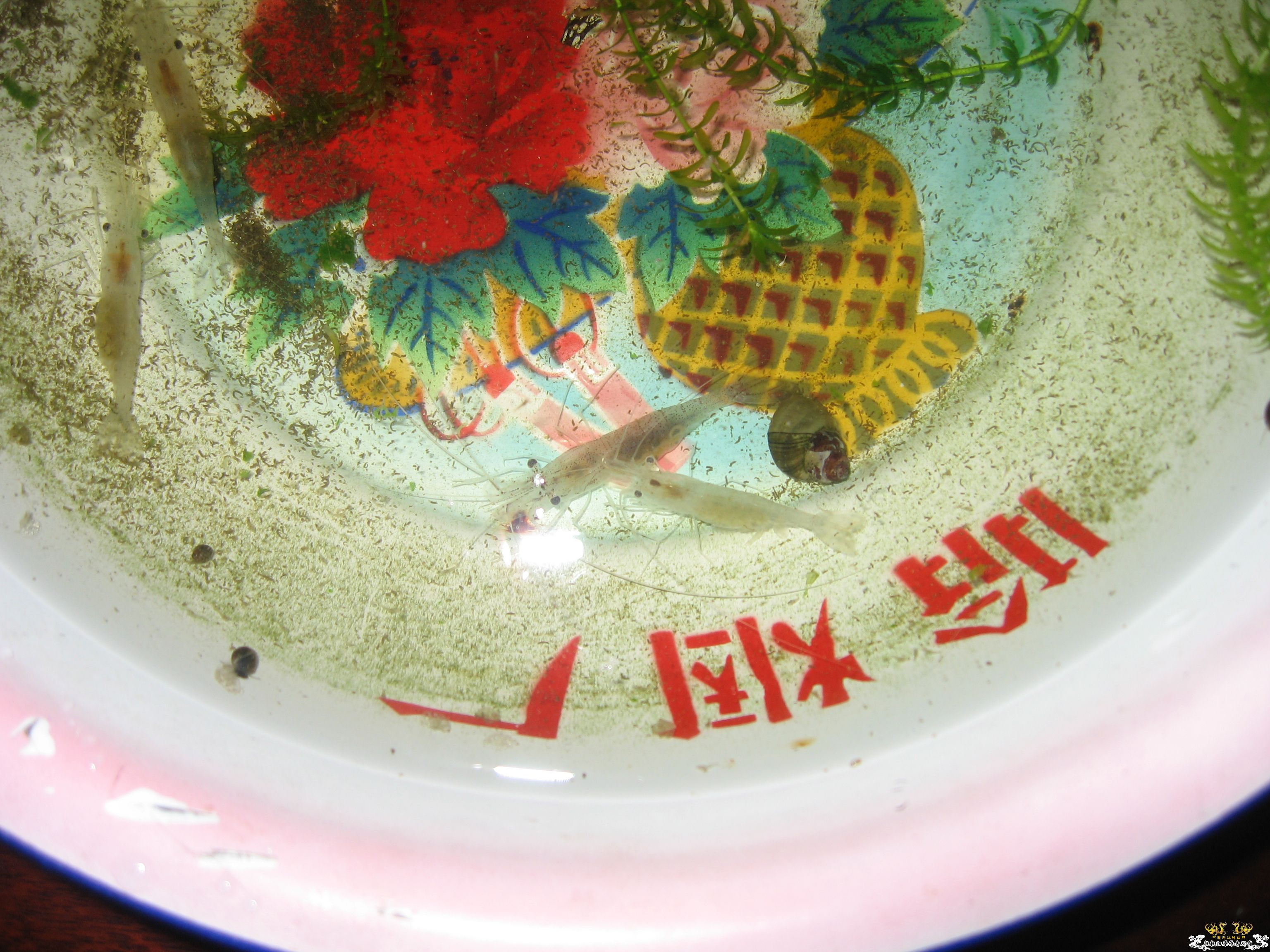 这是秀丽白虾吗？