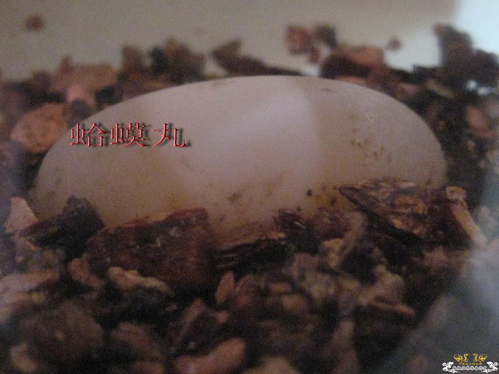 [原创]郁闷....重发草龟生蛋........【11楼新图片】