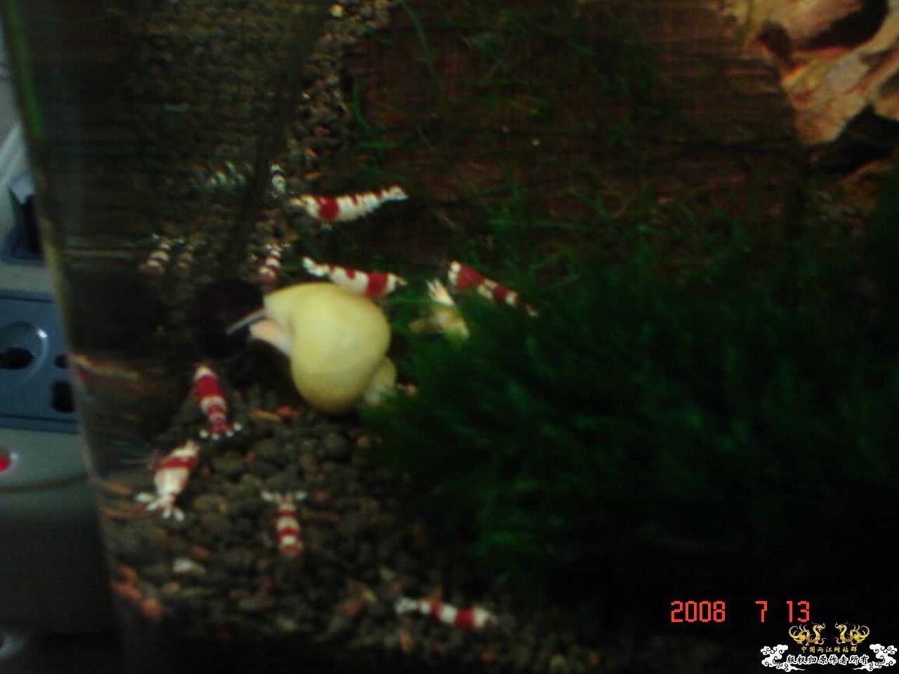 炎炎夏日，也上我的2个缸！！！！！！！！！！！！