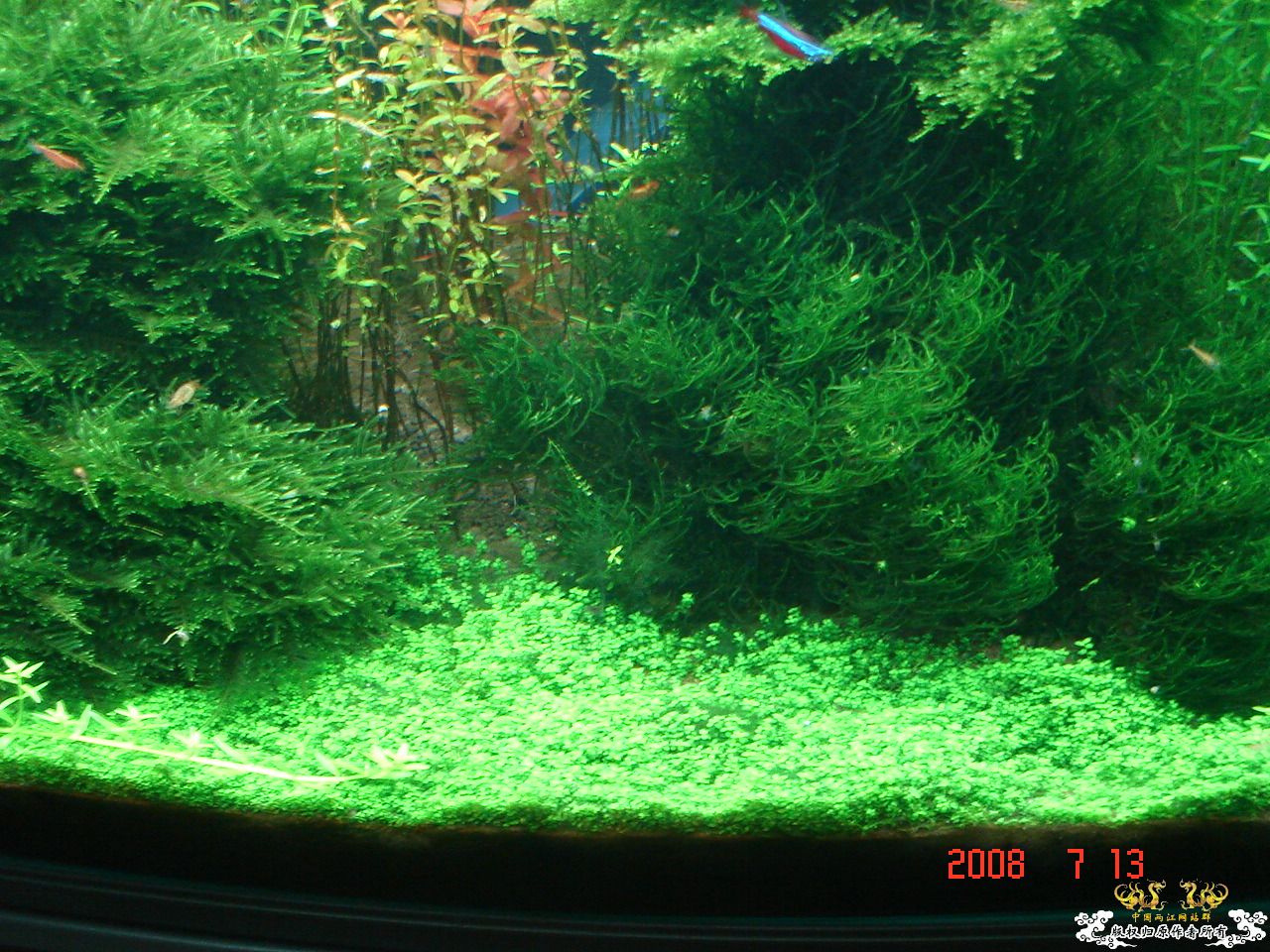 炎炎夏日，也上我的2个缸！！！！！！！！！！！！