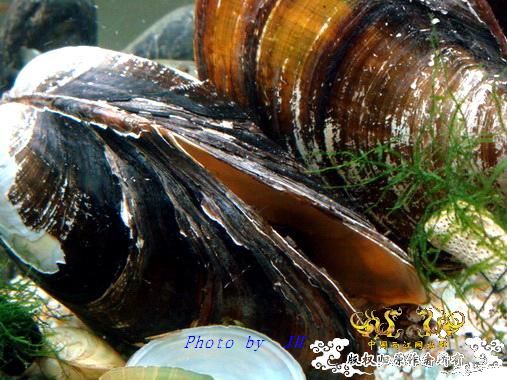 [原创]超大与迷你