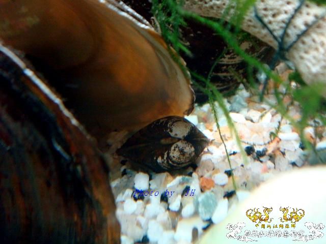 [原创]超大与迷你