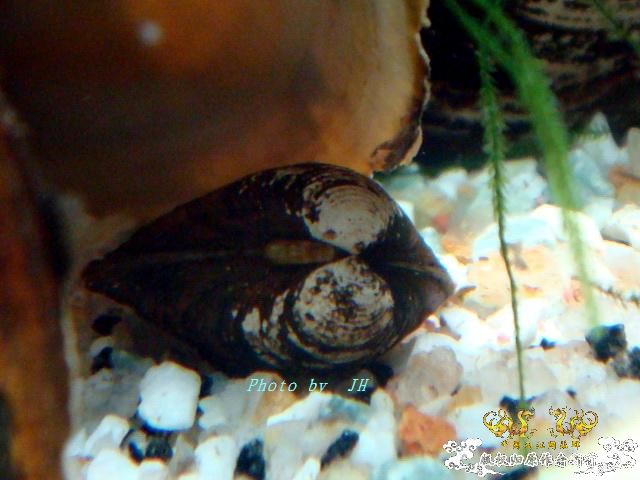 [原创]超大与迷你