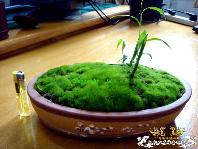 [原创]不转水的苔藓