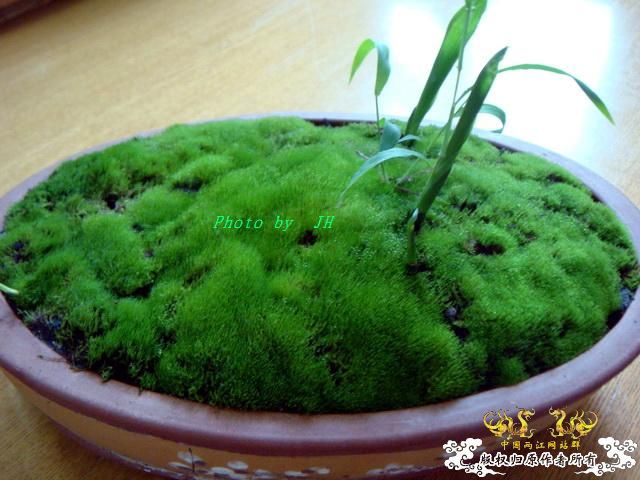 [原创]不转水的苔藓