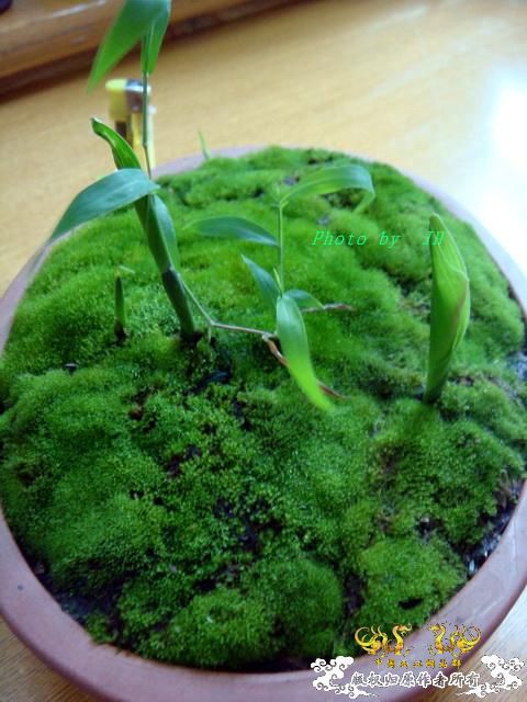 [原创]不转水的苔藓