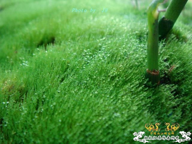 [原创]不转水的苔藓