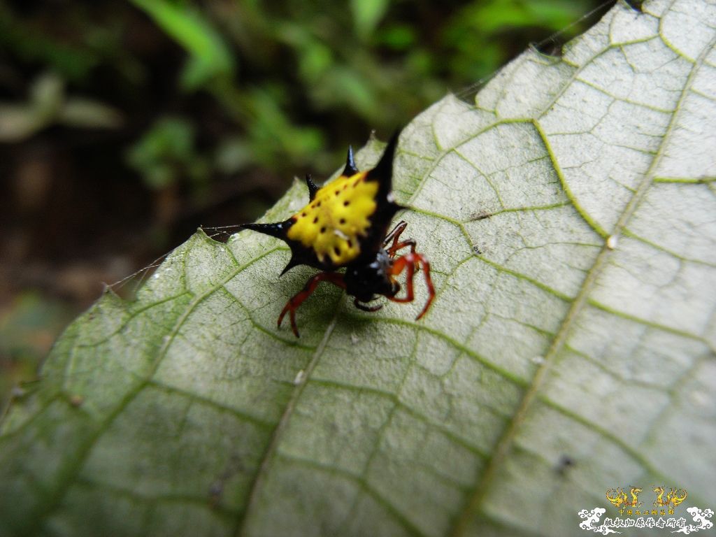 [贴图][原创]毒物