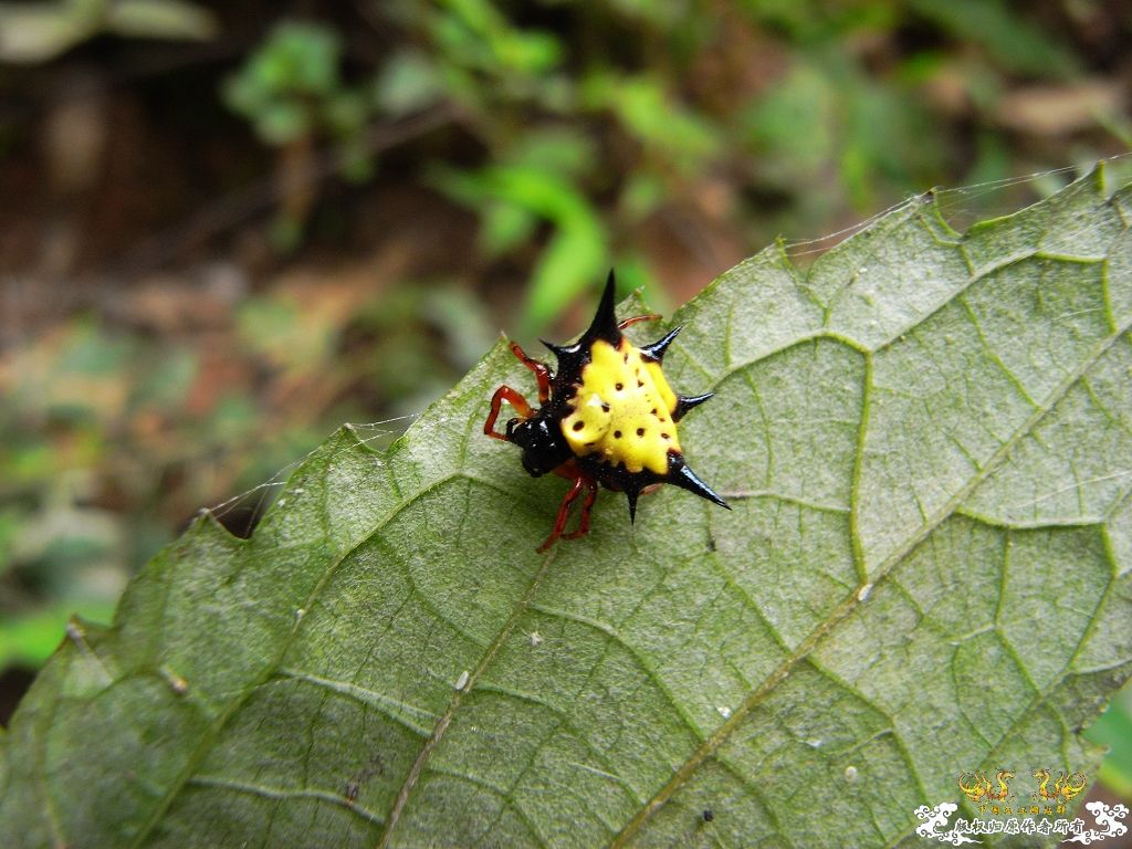 [贴图][原创]毒物